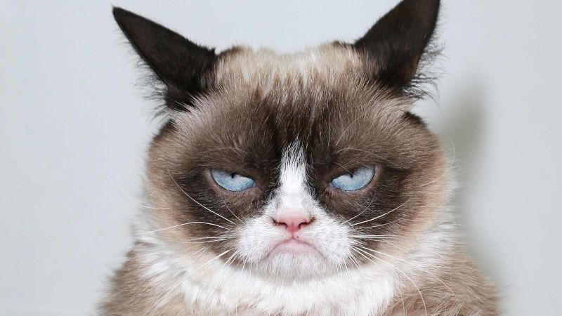 Grumpy Cat meme to become a movie