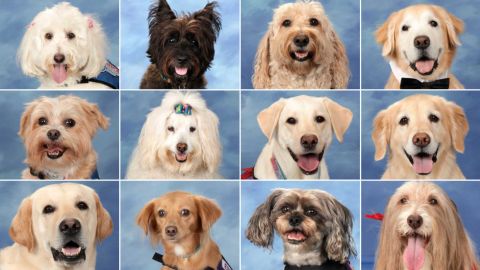 parkland dogs yearbook photos