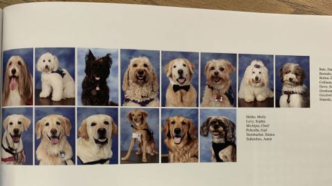 parkland dog yearbook wide