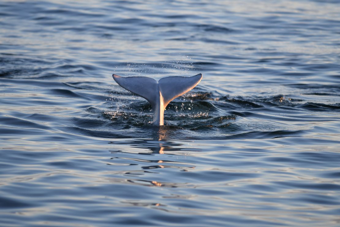 Whale watching is a big draw in Churchill, Manitoba.