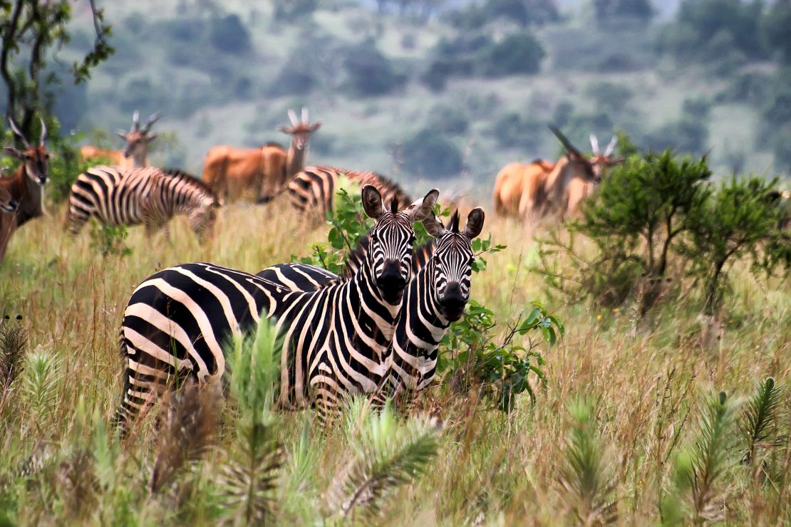 Akagera National Park in Rwanda has been restocked after years of poaching.