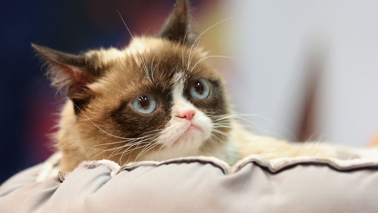 Grumpy Cat at a conference in Las Vegas in 2016.