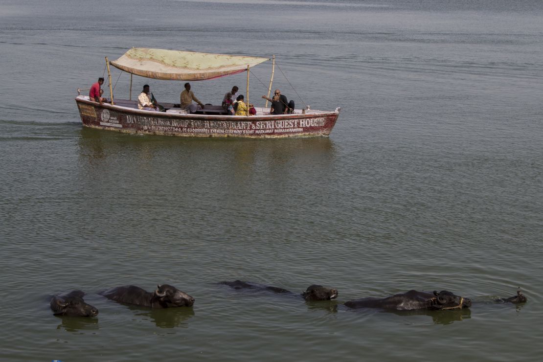 Cows bathe in the River Ganges in Varanasi.