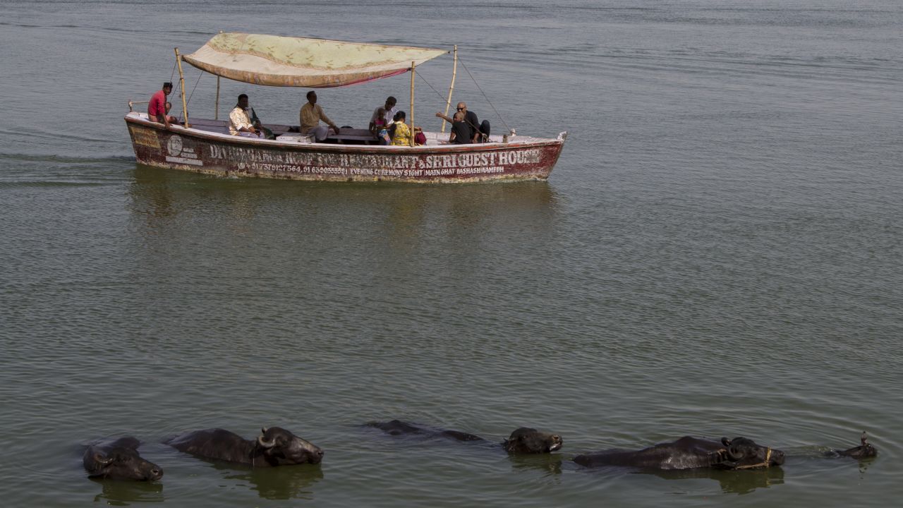 Cows bathe in the River Ganges in Varanasi.