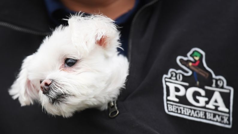 A dog pokes its head out of a fan's jacket during the final round of the PGA Championship on Sunday, May 19 in Farmingdale, New York.