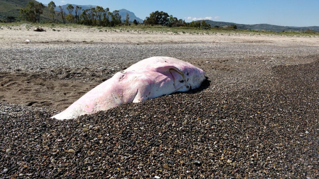 The whale carcass washed ashore at the popular tourist resort of Cefalu in Sicily on Friday.