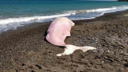 A young sperm whale has been found dead in Sicily with a stomach full of plastic.