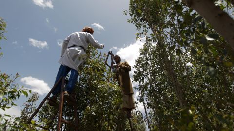 Yemeni men harvest khat on a farm on the outskirts of Sanaa in 2016.