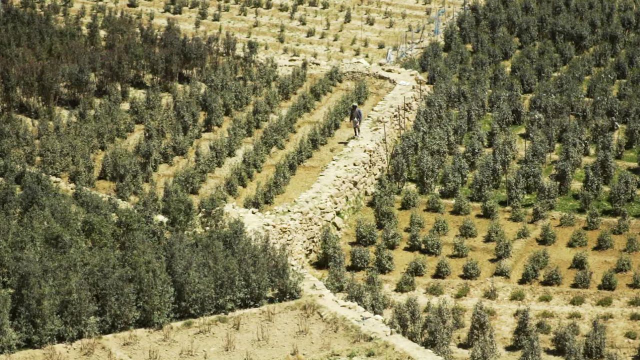 Khat grows in the mountains of Yemen.