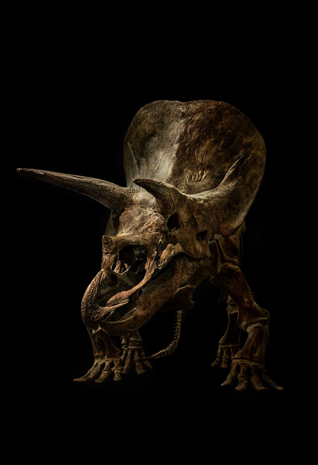 A Triceratops from the Senckenberg Naturmuseum in Frankfurt, Germany. 