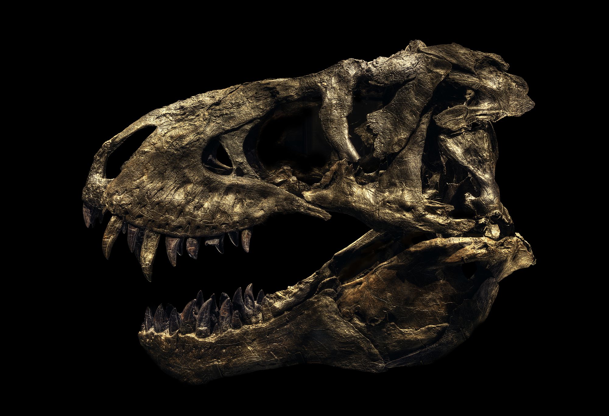 C. Voigt Tyrannosaurus-Rex-Tristan-61x84inch