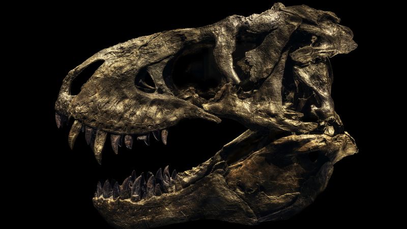 The T.rex was a massive coward – and we have the footage to prove it - BBC  Science Focus Magazine