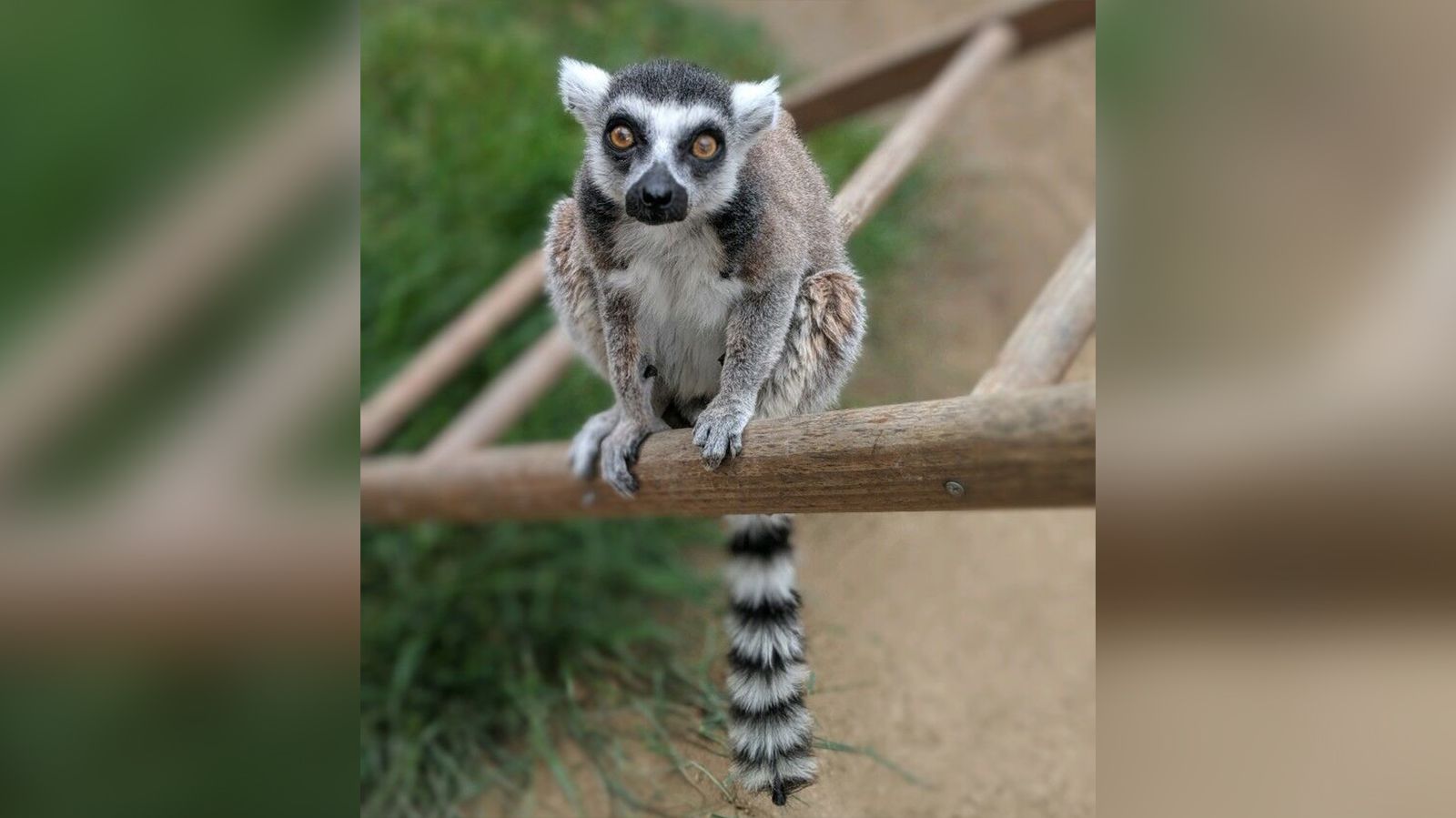 tafereel licht minimum California man to plead guilty to stealing endangered ring-tailed lemur |  CNN