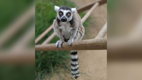 Ring-Tailed lemur named Isaac