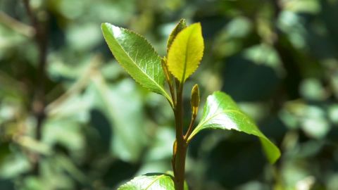 Khat has replaced coffee, wheat and other crops across Yemen.