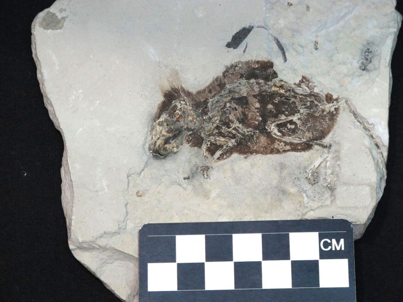 3 million year old 'mighty mouse' fossil still has red fur   CNN