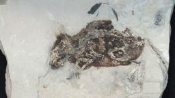 The key fossil examined in this study is a 3-million-year-old extinct species of field mouse from Germany. The mouse is approximately 7 cm long. CREDIT University of Gottingen