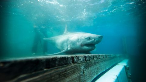 01 US great white shark Long Island scli intl