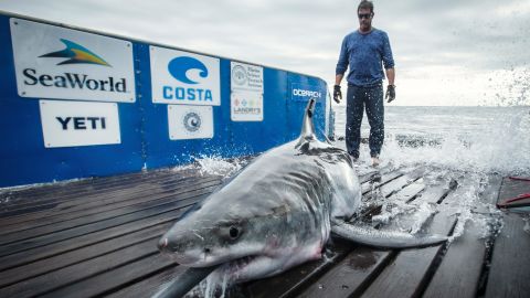 The shark traveled from Nova Scotia to the Gulf of Mexico before returning north.