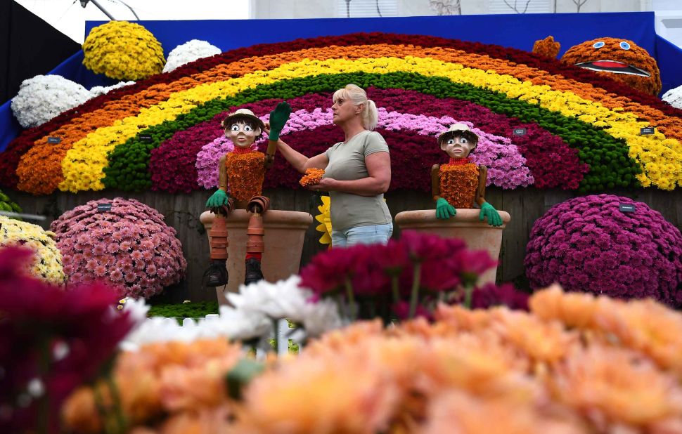 The "Childhood of Memories" display from the National Chrysanthemum Society garden receives final touches during preparations for the Royal Horticultural Society's annual Chelsea Flower Show in London.