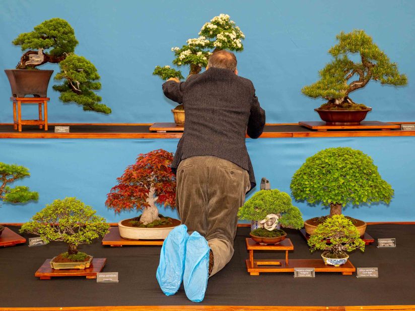 An exhibitor tends to his bonsai tree display.