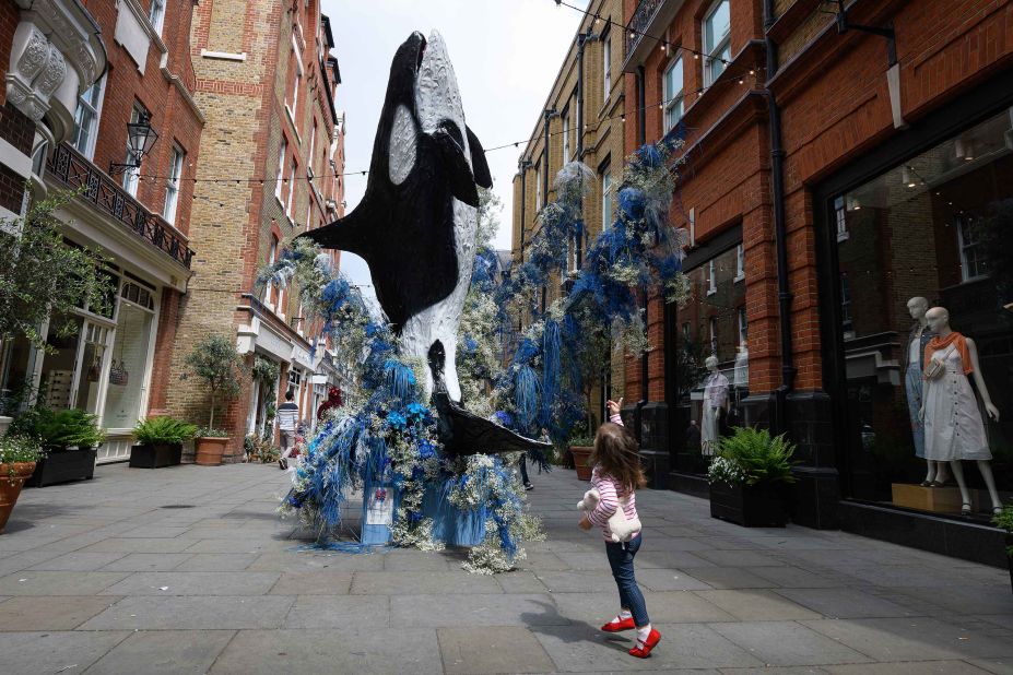 A young girl takes in a life-size floral model of an Orca near Sloane Square as businesses celebrate the Chelsea Flower Show with displays in Sloane Square.