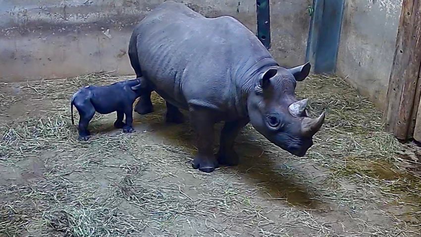From Lincoln Park Zoo post on Twitter: "The calf continues to surpass milestones! Animal care continues to monitor from afar as Kapuki cares for the calf. Since last night, the calf has been observed nursing several times. The first 48 hours of a calf's life are critical and we remain cautiously optimistic. #rhinowatch"