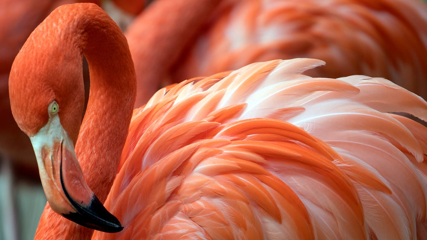 This file photo shows a flamingo at a zoo in Duisburg, western Germany.