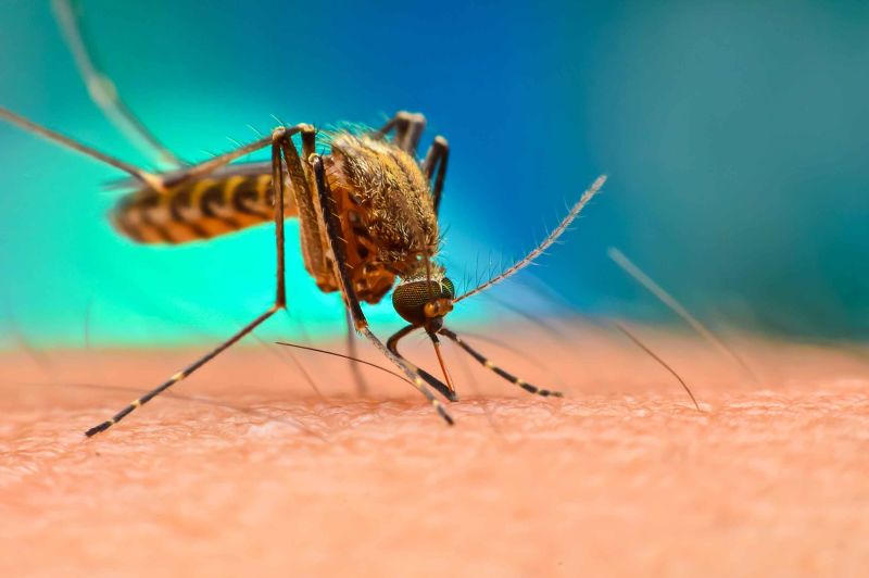 The Ultimate Guide to Getting Rid of Mosquitoes at Home 