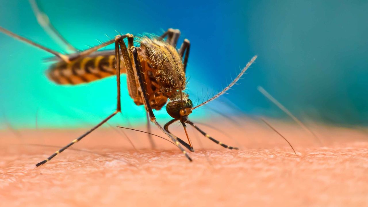 Close up of Mosquito sucking blood. Aedes Aegypti Mosquito on human skin.Mosquito vector borne disease is carrier of Malaria, Zica Virus, Chikungunya, Dengue,Yellow Fever,Encephalitis and Mayaro Fever
