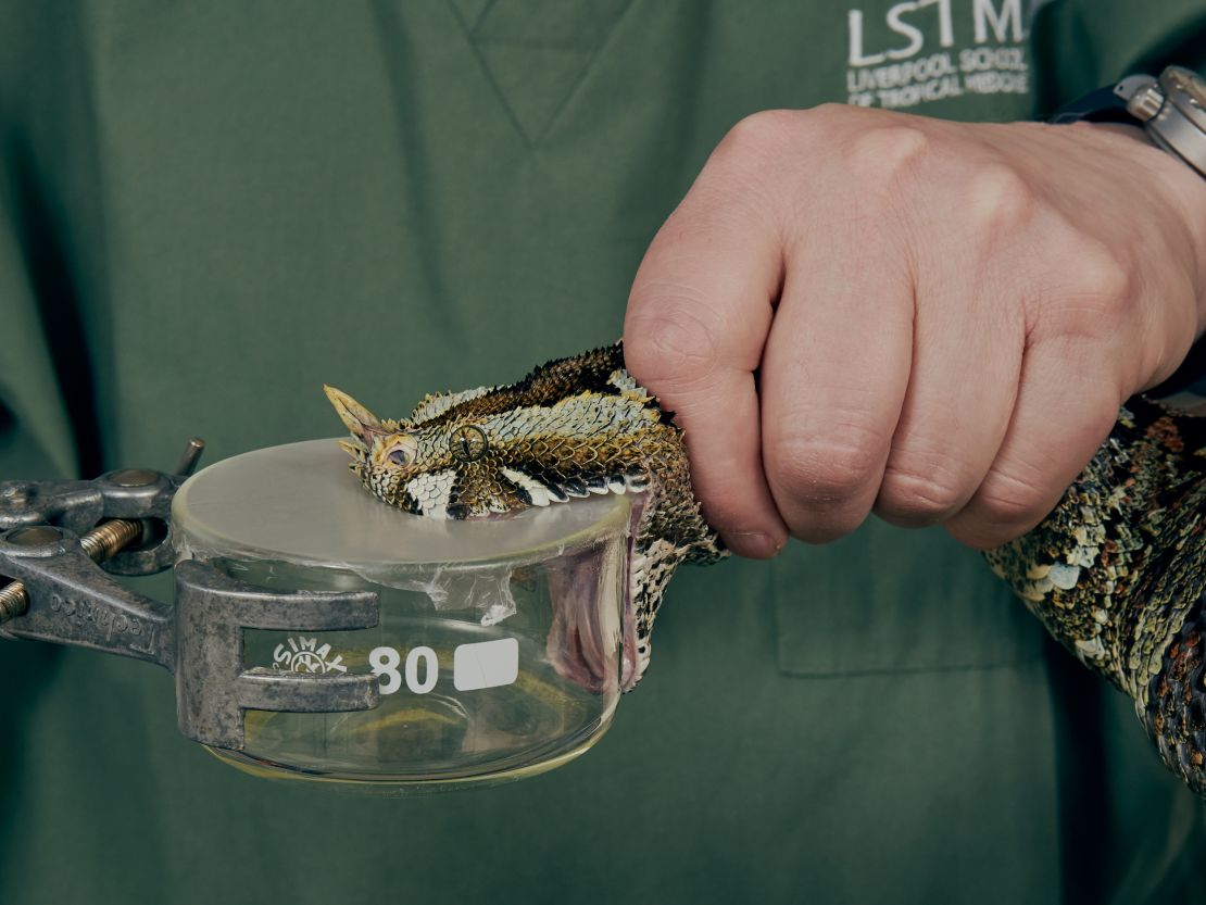Scientists extract venom at the Liverpool School of Tropical Medicine Centre of Snakebite Research and Interventions.