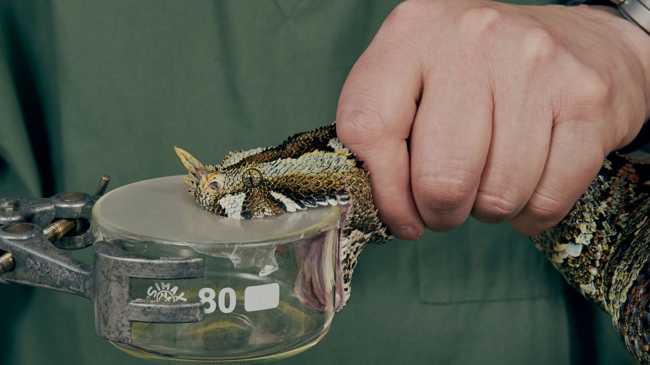 Scientists at the Liverpool School of Tropical Medicine's Centre of Snakebite Research and Interventions, extract a snake's venom