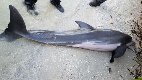 FWC shared this image of the dolphin found in Florida.