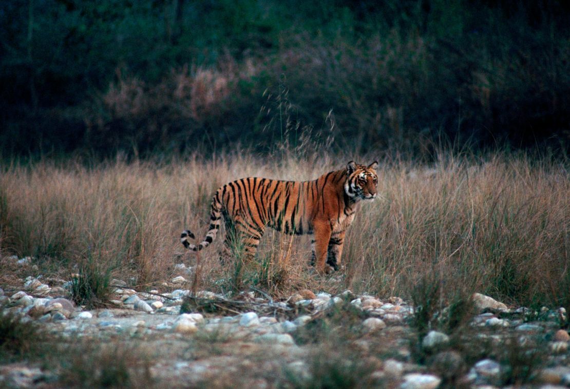 Jim Corbett National Park is home to a huge population of Bengal tigers. 