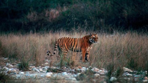 Jim Corbett National Park in India: Filmaker's tips for your visit | CNN