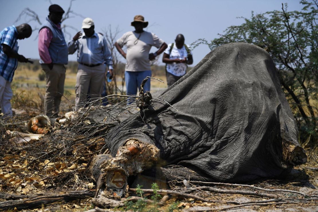 Members of the media gather around the carcass of a dead elephant in Chobe, on September 19, 2018. 