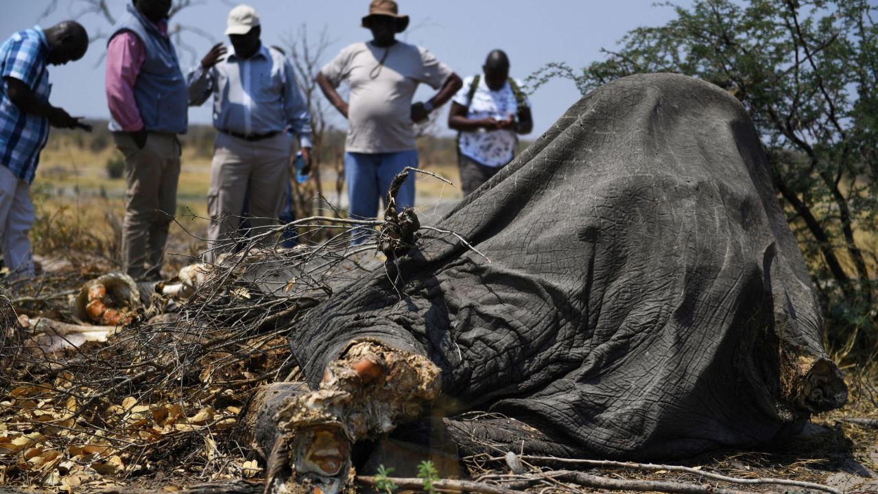 Members of the media gather around the carcass of a dead elephant in Chobe, on September 19, 2018. 