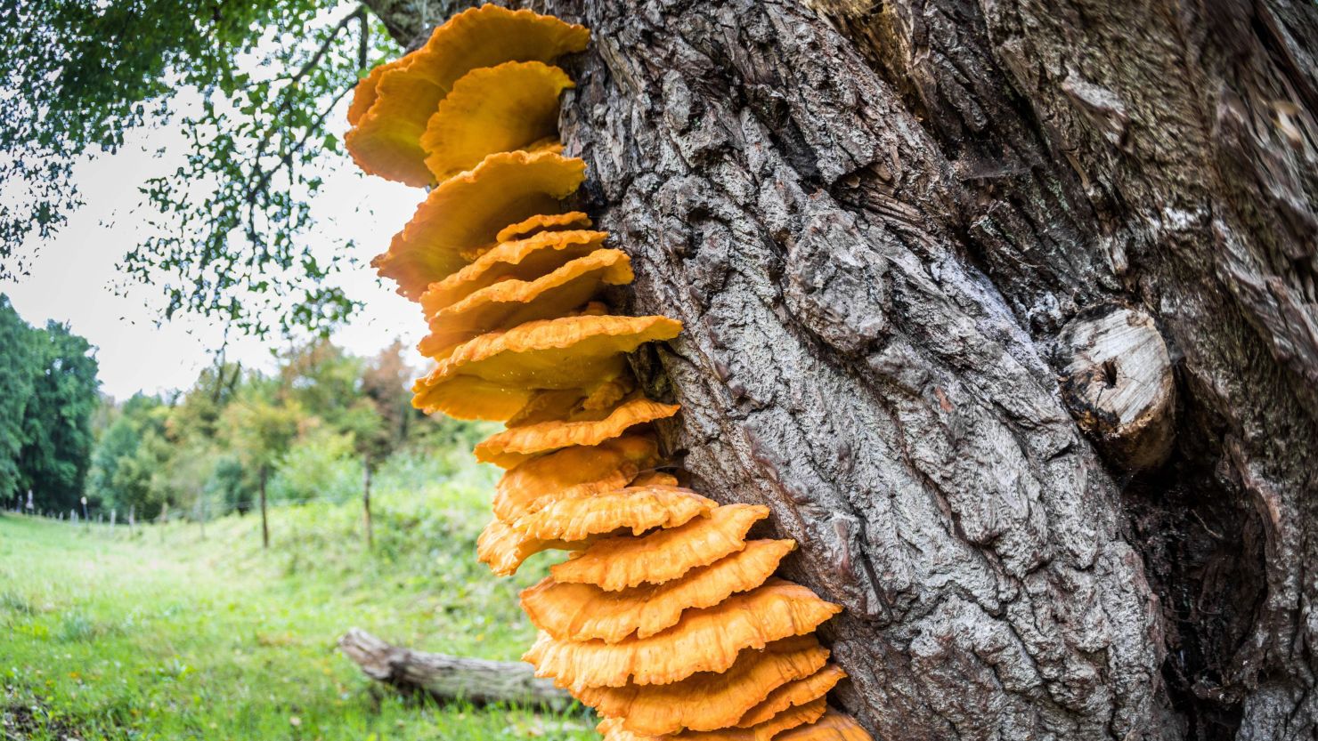 fungi tree file