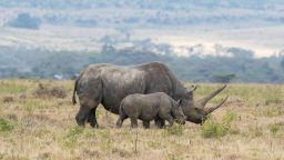 KENYA - 2018/08/19: An endangered black rhinoceros or hook-lipped rhinoceros (Diceros bicornis) female and baby at the Lewa Wildlife Conservancy in Kenya. (Photo by Wolfgang Kaehler/LightRocket via Getty Images)