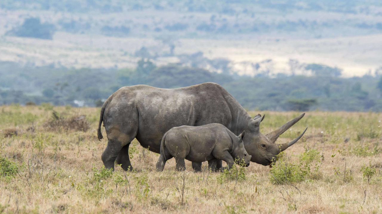 Scientists say black rhinos will be among the large species that will eventually go extinct.