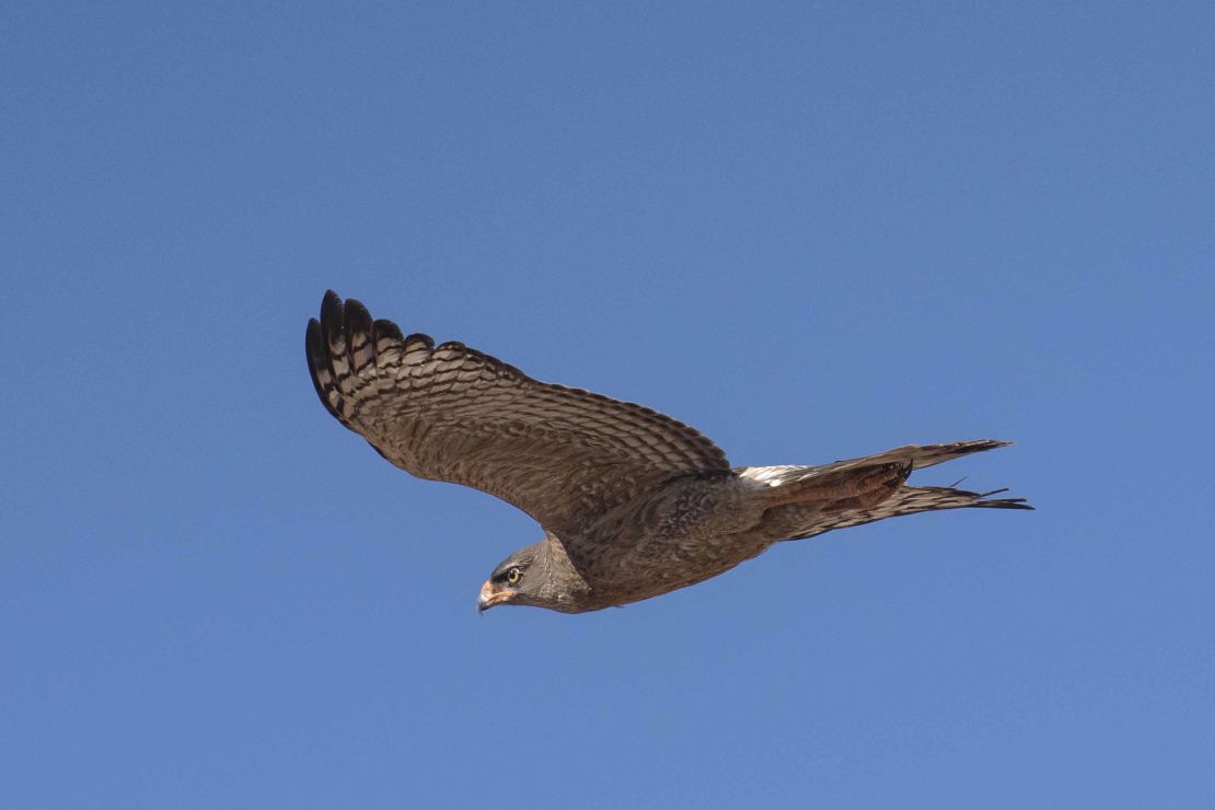 Tawny eagles will die out and smaller birds will thrive, say researchers