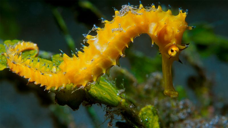 Used as a natural Viagra in Chinese medicine, seahorse numbers ...
