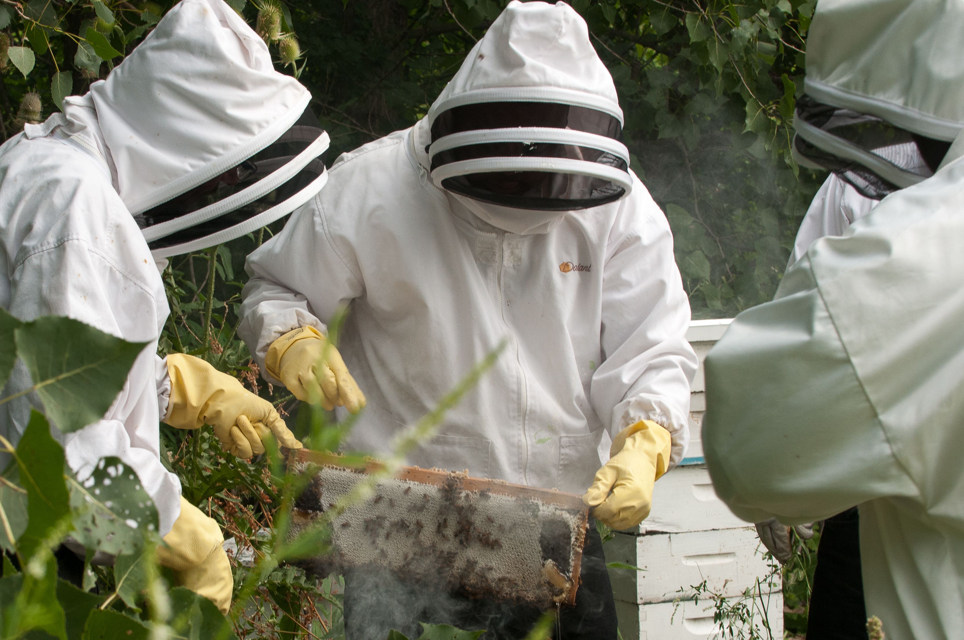 This Chicago business trains former inmates to be beekeepers