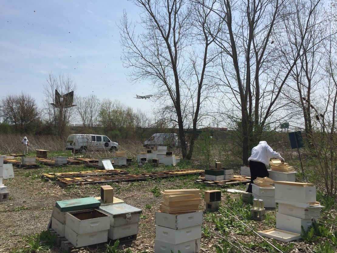 The business manages five bee farms throughout the Chicago area, including one at O'Hare International Airport.