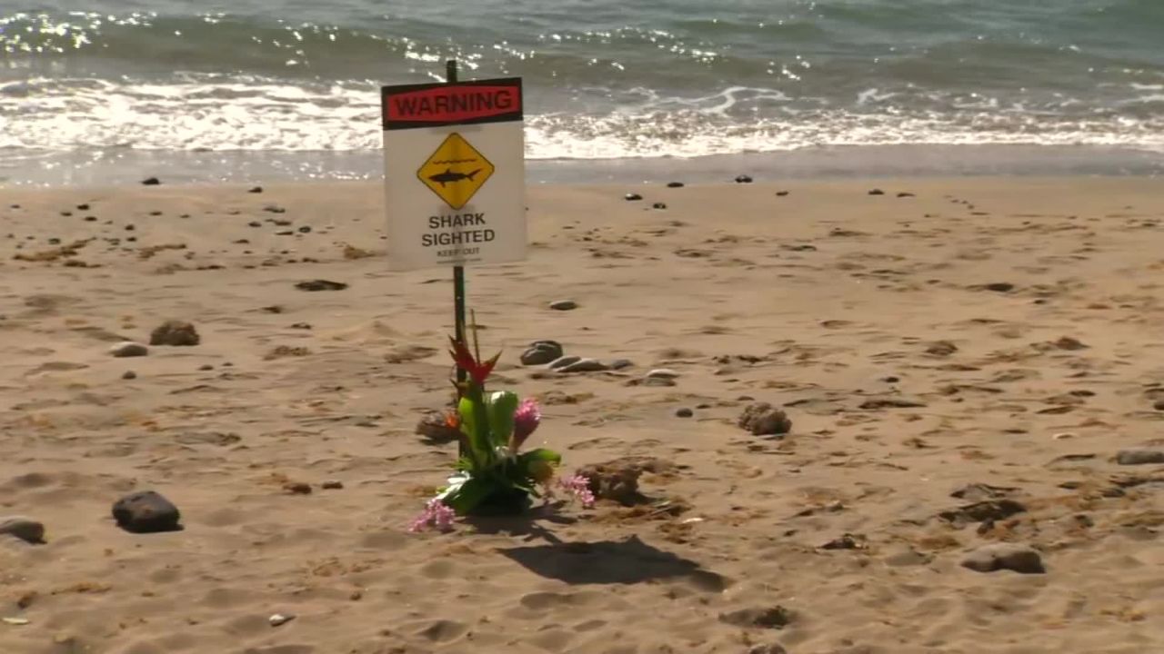 Signs have been posted along the beach warning people to be wary of sharks.
