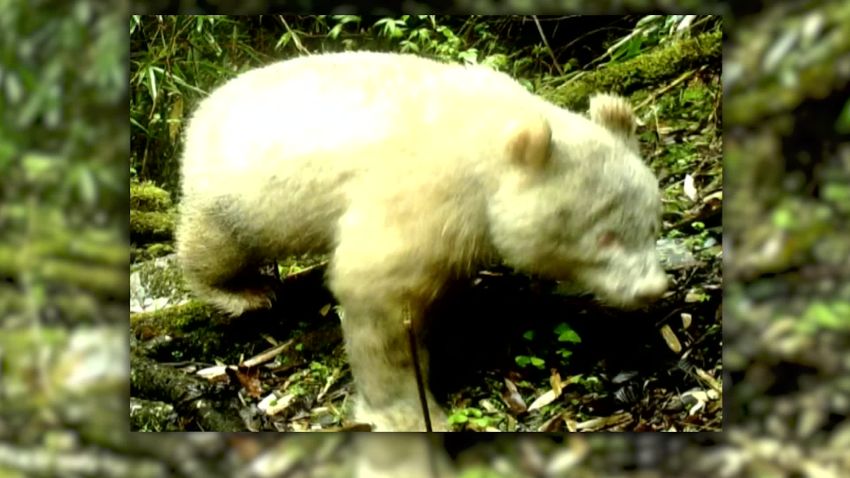 cnnee oso panda albino china