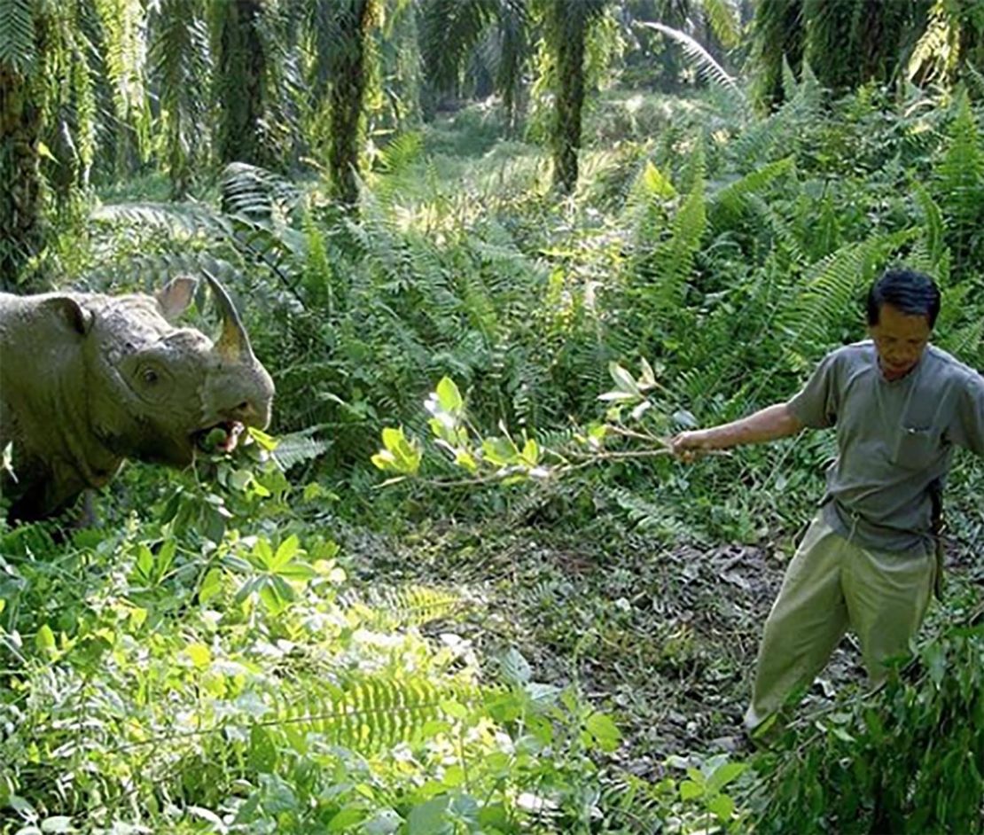 Tam was the only male Sumatran rhino left in Malaysia.