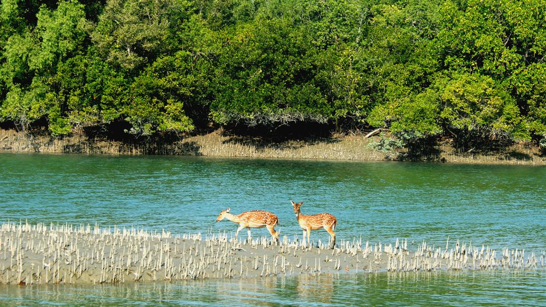 The West Bengal Sundarbans is the world's largest mangrove forest of its kind.