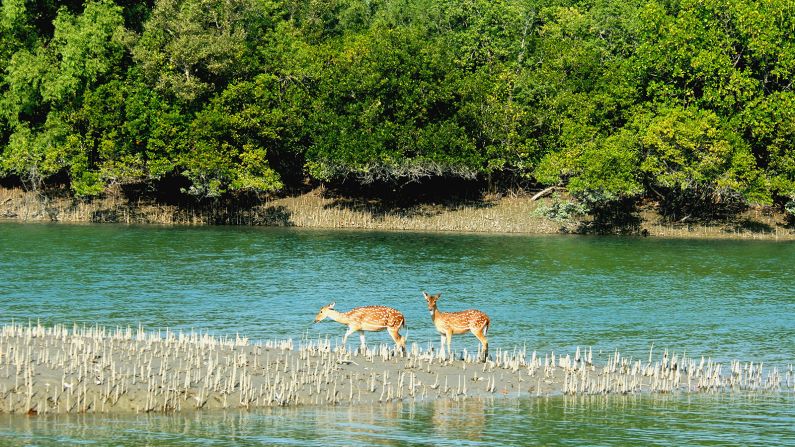 <strong>World's largest estuarine mangrove forest: </strong>Keep an eye out for crocodiles, spotted deer, more than 250 species of birds and endangered Bengal tigers as you cruise the West Bengal Sundarbans -- the largest mangrove forest of its kind in the world -- by boat.