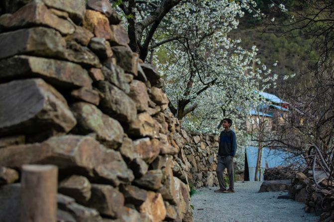 <strong>Check out the cherry blossoms: </strong>India has its own indigenous cherry trees in a number of regions -- which means travelers have multiple chances to kick back under their beautiful pink and white canopies. 